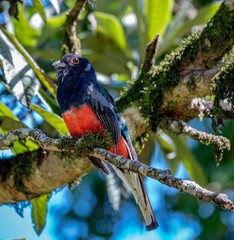 Colorful Trogon perched on branch