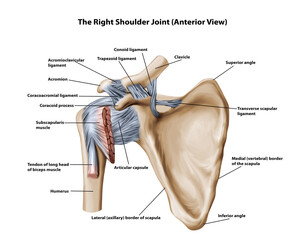 The Right Shoulder Joint (Anterior View)  © vishalgokulwale
