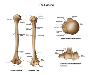 The hummers  All View Anatomy medical illustration 
