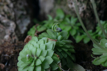 Mexican butterwort -Pinguicula