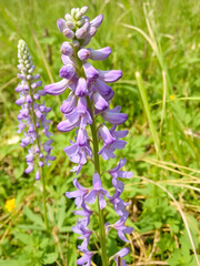 Fototapeta premium Wildflower (Delphinium gracile)