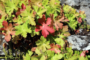 Closeup of Big-root Cranesbill leaves in autumn colours, Derbyshire England
