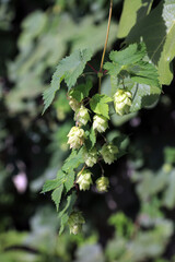 Closeup of Common Hop plant flowers, Derbyshire England
