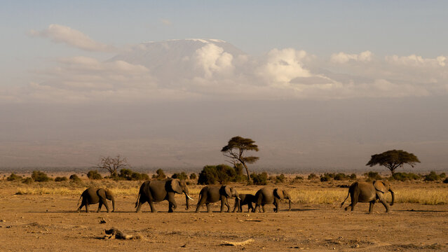 Safari-Bilder aus Kenia mit Landschaften, wilder Natur und unber&uuml;hrter Wildnis. Zeigt weite Savannen, Schutzgebiete und die faszinierende Tierwelt Afrikas in ihrem nat&uuml;rlichen Lebensraum.