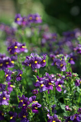 Purple Cape jewels blooms, Derbyshire England
