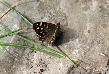 Speckled wood butterfly resting on a rock, Derbyshire England
