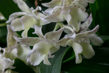 Fototapeta premium Dendrobium Micro Chip- Orchid