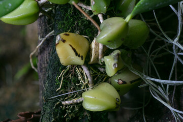 Dendrobium Micro Chip- Orchid