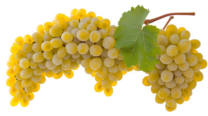 Bunch of fresh white grapes hanging on the vine with transparent background