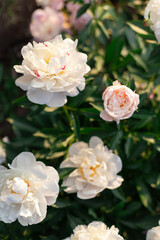 White peony flowers in the garden close up