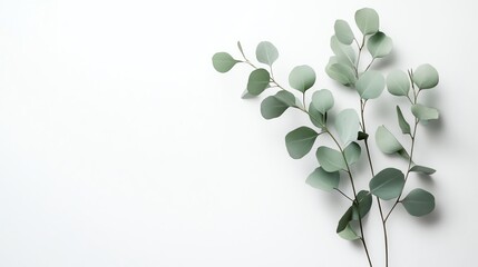 Obraz premium Minimalist eucalyptus leaves on a white background.