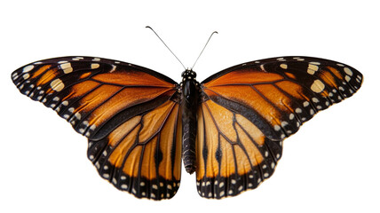 Obraz premium Monarch butterfly showing its beautiful orange and black wings on transparent background