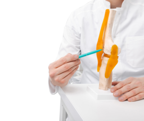 Doctor traumatologist holding medical anatomical knee-joint model in hands, isolated on transparent background with PNG file. Human knee health