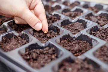 Sowing Seeds in Seedling Tray. Seedling Cultivation. Seed Growing. Home Gardening concept. 