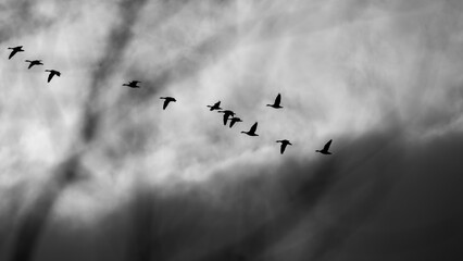 Flock of geese on their way to hibernate