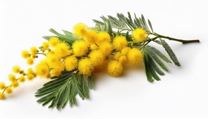 branch of blooming mimosa isolated on white background selective focus