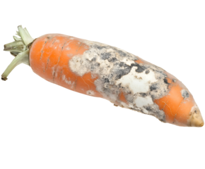 rotting carrot with shriveled edges and white mold patches, spoiled vegetable with fungal growth, decayed food waste, on isolated background
