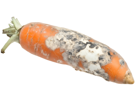 rotting carrot with shriveled edges and white mold patches, spoiled vegetable with fungal growth, decayed food waste, on isolated background
