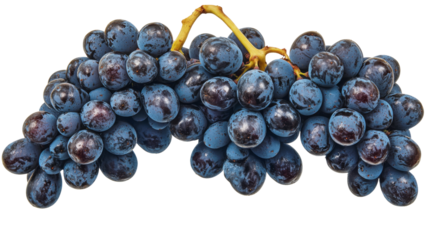 Bunch of freshly picked blue grapes on transparent background