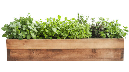 Wooden planter box overflowing with fresh herbs on transparent background