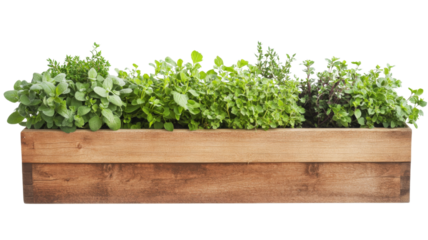 Wooden planter box overflowing with fresh herbs on transparent background