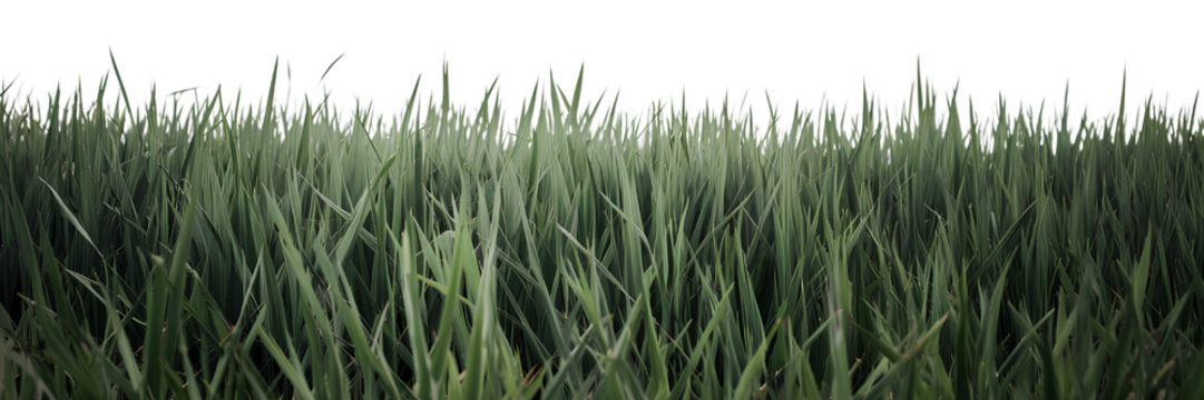 Lush green grassy field isolated on transparent background PNG 