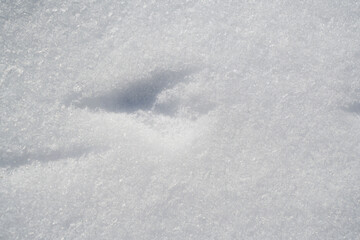 Bird traces in snow, winter season