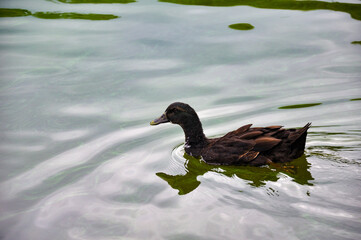 Cayuga duck in a pond