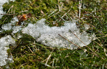 Last snow on a green with grass and pine needles