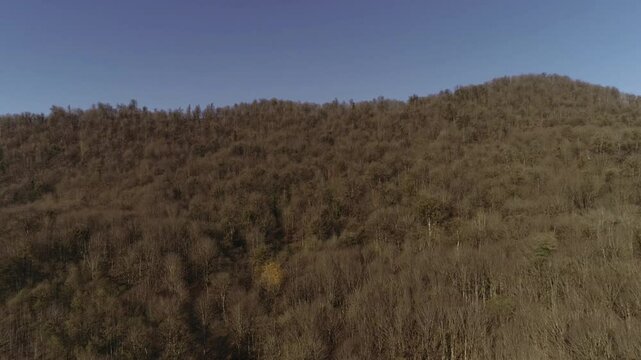 forest in the autumn
