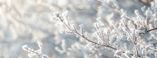 Obraz premium Panoramic winter nature twig branch tree snow drop bokeh light copy space.