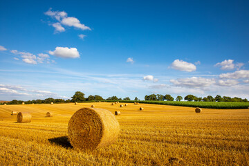 Fototapeta premium Moisson du blé et meule de paille au milieu de la campagne en été.