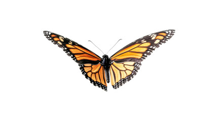 Naklejka premium Monarch butterfly showing its orange and black wings on a transparent background