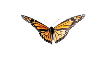 Monarch butterfly showing its orange and black wings on a transparent background