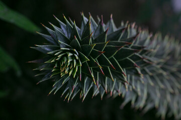 monkey puzzle tree-Araucaria araucana