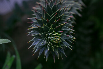 monkey puzzle tree-Araucaria araucana