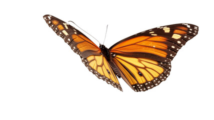 Fototapeta premium Monarch butterfly flying with transparent background