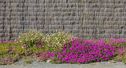 Charmant petit jardin paysag&eacute; avec ses fleurs et ses plantes vertes au printemps.