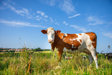 Troupeau de vaches laiti&egrave;re au milieu des champs d'herbe verte dans la campagne au printemps.