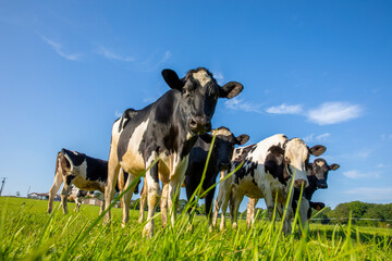 Troupeau de vaches laiti&egrave;re au milieu des champs d'herbe verte dans la campagne au printemps.