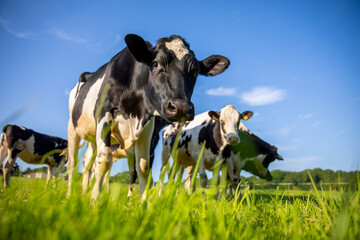 Troupeau de vaches laiti&egrave;re au milieu des champs d'herbe verte dans la campagne au printemps.