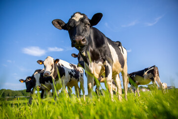 Troupeau de vaches laiti&egrave;re au milieu des champs d'herbe verte dans la campagne au printemps.