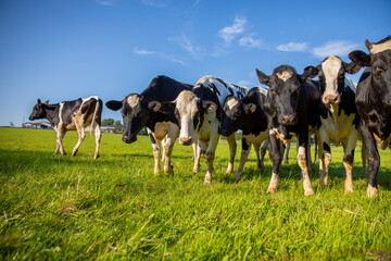 Troupeau de vaches laiti&egrave;re au milieu des champs d'herbe verte dans la campagne au printemps.