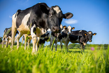 Troupeau de vaches laiti&egrave;re au milieu des champs d'herbe verte dans la campagne au printemps.