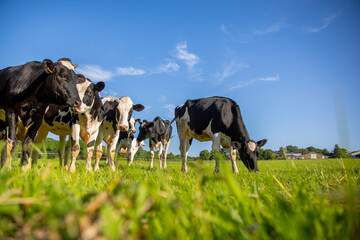 Troupeau de vaches laitière au milieu des champs d'herbe verte dans la campagne au printemps.