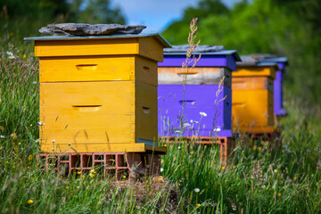 Ruches color&eacute;es pour la r&eacute;colte du miel des abeilles en pleine nature au printemps.