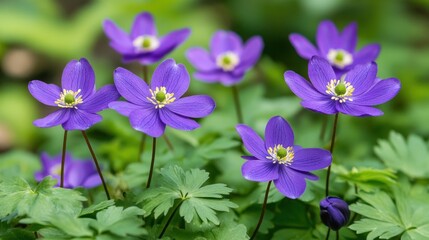 Blooming Wood Anemone Flowers in Spring with Vibrant Purple Petals