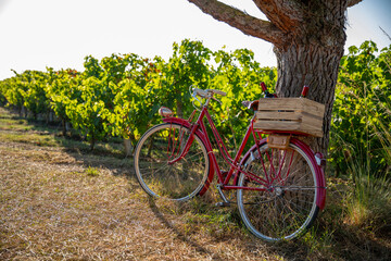 Vieux vélo rouge au milieu des vignes et sa caisse de bouteille de vin rouge après les vendanges d'automne.