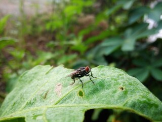 Diptera