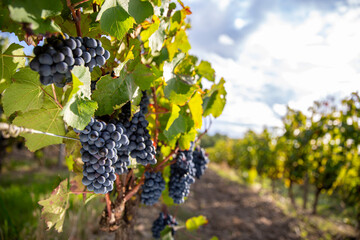 Grappe de raisin noir dans les vignes sous le soleil d'automne.